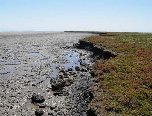 Some implications for Western Port Bay s Ecological Character Intertidal mudflats that are currently exposed at low tide may be permanently inundated or exposed less frequently Storm surges may