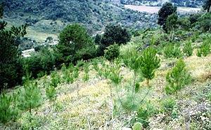 successful reforestations that meet carbon sequestration requirements.