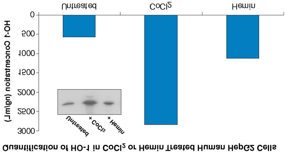 Figure 2: Lysates prepared from HepG2 human hepatocellular carcinoma cells untreated or treated with 150 M CoCl 2 or 2.5 M Hemin for 8 hours were quantified with this DuoSet IC ELISA.
