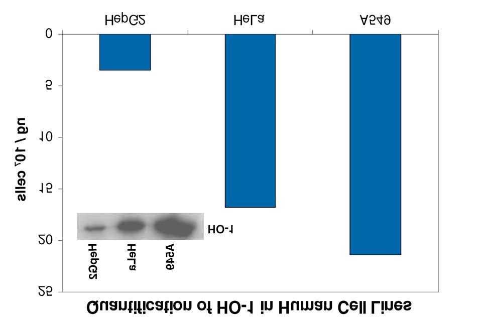 SPECIFICITY This DuoSet IC ELISA is specific for HO-1/HMOX1.