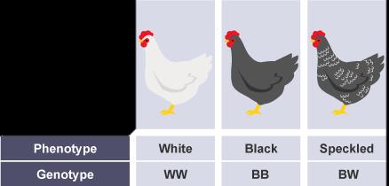 5.4 Codominance Codominant Problems: Both white (W) and black (B)