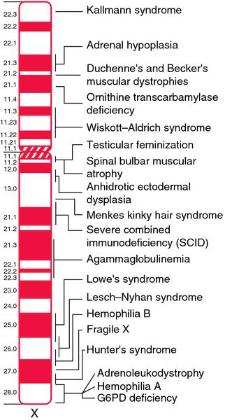 5.4 Sex-Linked Traits Sex-Linked Traits: Alleles of traits found on the X or Y sex chromosomes Some