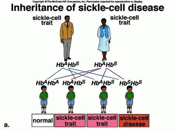 v=l3zbm GGimI Highlight: Sickle Cell Anemia A heterozygous advantage is defined as "a situation where heterozygous individuals have an advantage over both homozygous dominant and homozygous