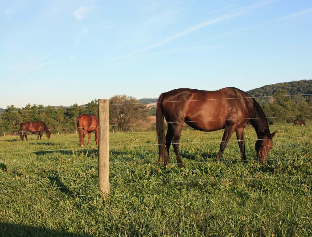Horses in Douglass, PA Source: