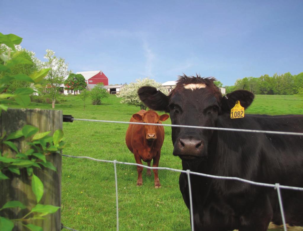 Cows on Brady Farm in Harleysville, PA