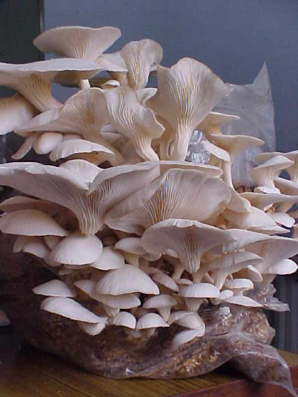 Oyster Mushrooms Though the white button mushroom is most popular in India, it requires good resource because it is grown on specially made compost, preferably pasteurized compost.