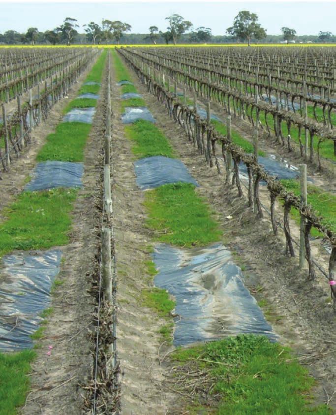 Best Management Practices for Irrigation Water Salinity and Salt Build-Up in Vineyard Soils Mitigation Strategies Using Knowledge of Soils, Crop Water Use and Irrigation System to Improve Irrigation