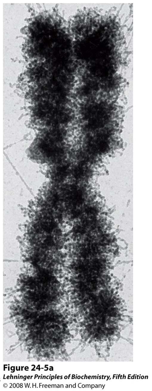 Eukaryotic chromosomes Karyotype