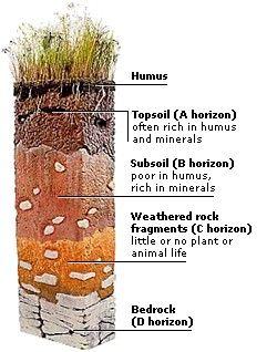 Soil resources Why is soil so important?