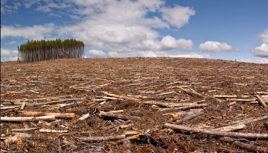 Deforestation Removing trees can increase soil erosion When