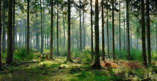 Are trees/forests a renewable or non renewable resource?
