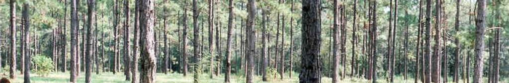 Trees managed for timber & provide