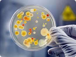 Phenotypic characteristics: A- Morphology Macroscopic (Cultural Characteristics) Culture Media: Providing Nutrients requirements to microbes in the Laboratory Bacteria, fungus and protozoa grow well