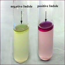 B- Biochemical Reaction Most rely on ph indicator or color change when a compound is degraded Use of