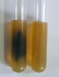 Organisms ferment sugar with production of acid only Organisms ferment sugar with production of acid