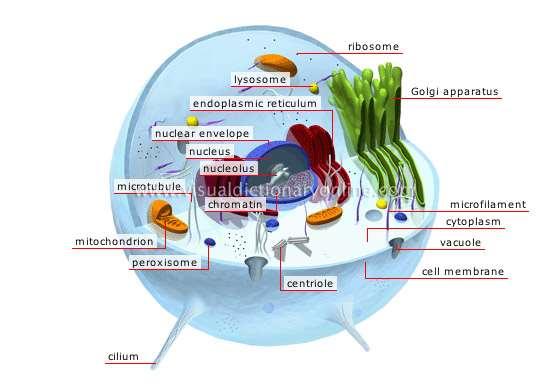 cell membrane The cell s flexible outer casing; it separates the cell from the surrounding environment and works as a filter to control the entry and exit of certain substances.