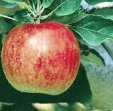 .. Sooty Blotch and Flyspeck Apple Scab: Venturia inaequalis
