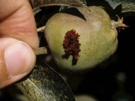 Larvae (worms) develop inside fruit CM: apples, pears, walnuts,