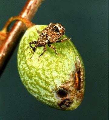 Small dark weevil Native insect adapted to apples Attacks stone and small fruit Larvae feed