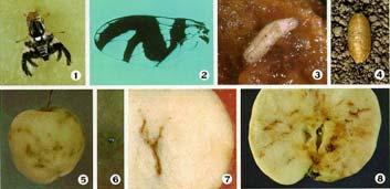 Small fruit fly Native insect adapted to apples Attacks