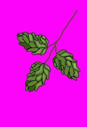 US Hop Industry Overview Hop varieties are classified as aroma types and alpha types.