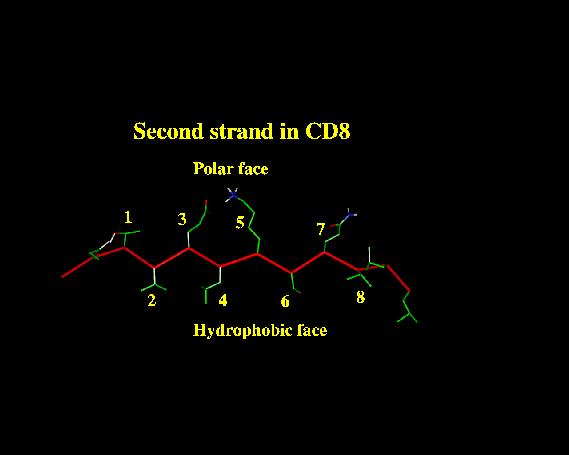 residues hydrophobic residues in the positions 1-2-5 and 1-4-5 oppositely