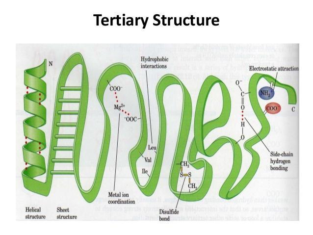 Tertiary Structure The tertiary structure is stabilized by: The