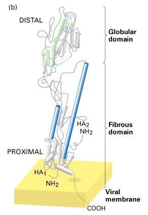 Domains Domain: a distinct region (sequence of amino acids) of a protein.