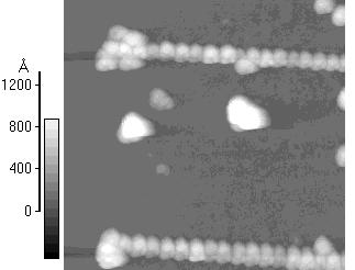 105 a) b) Figure 6-18: Placement of fluorescent nanospheres along plasmon waveguide structures using the tip of an atomic force microscope.
