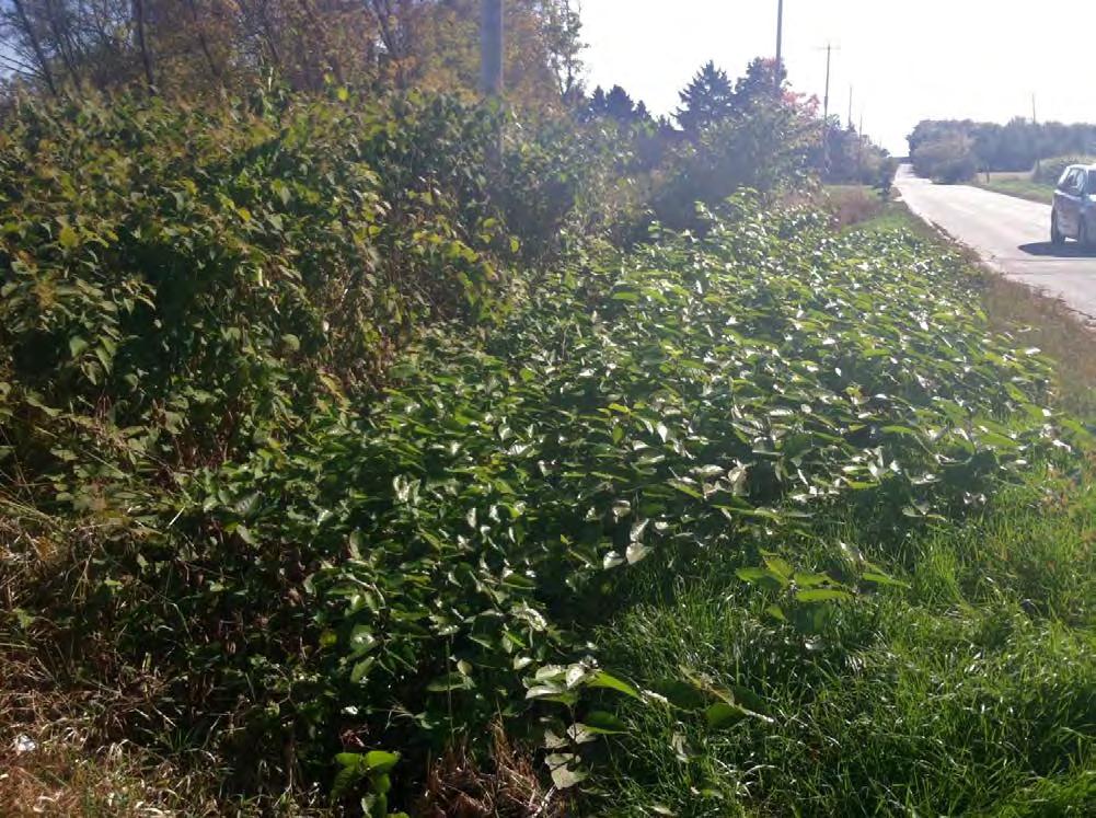 CAN WE ERADICATE KNOTWEED ON WI ROADS AND WHAT DOES IT COST?