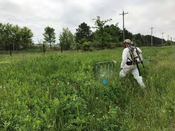 WILD PARSNIP HERBICIDE STUDIES Can be controlled spring, summer or fall Plants most sensitive in fall Spring applications kill plants that flower and seedlings Wide range of herbicides available