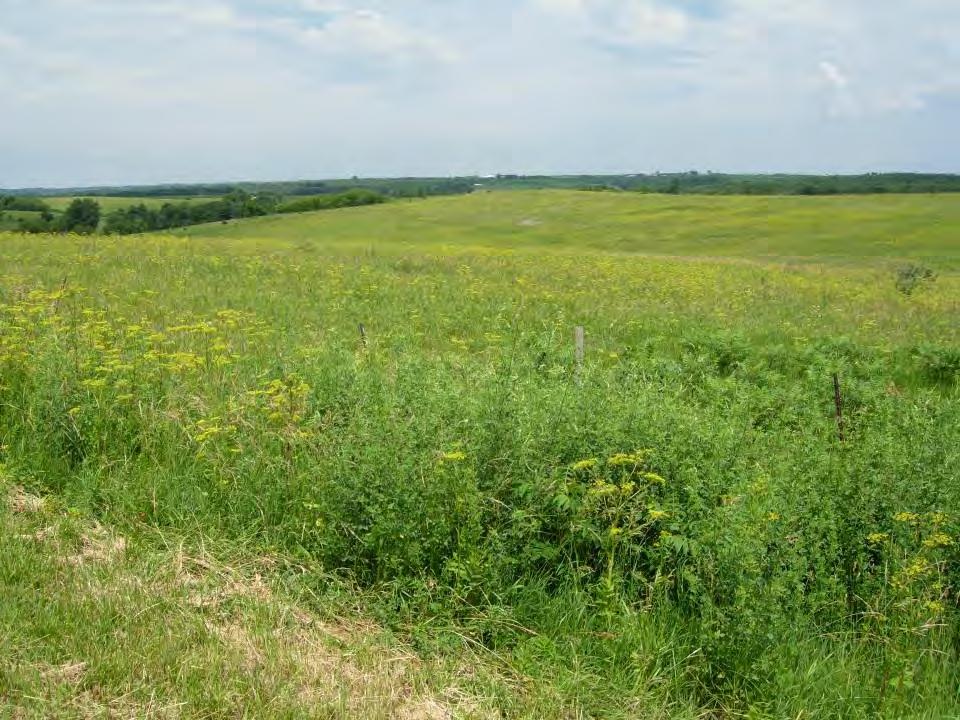 OTHER THINGS TO CONSIDER WHEN CONTROLLING WILD PARSNIP AND