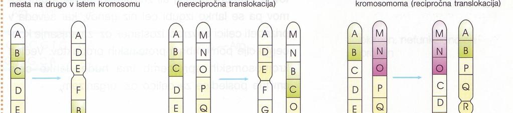 Kromosomske nepravilnosti so obsežni premiki segmentov kromosomov - in s