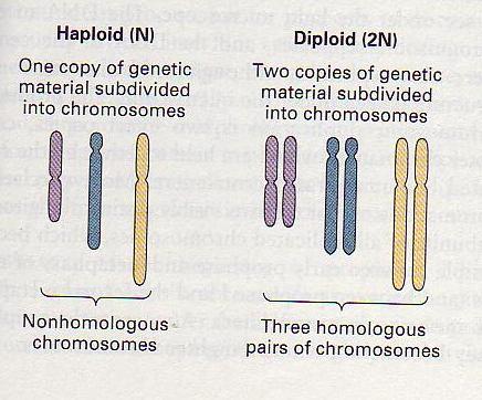 Nehomologni kromosomi