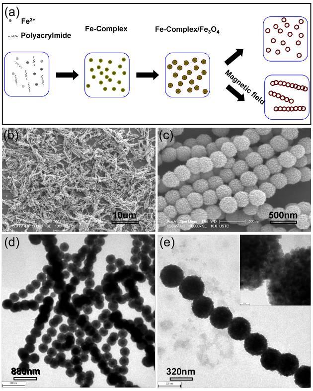 Figure S1. The scheme (a), SEM (b,c), and TEM (d,e) images of the Fe 3 O 4 chains based on hollow nanospheres.