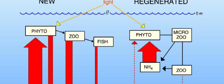 Plankton production is supported by 2 types of nitrogen: 1) new production supported by external sources of N (e.g. NO 3 and N 2 ), 2) recycled or regenerated production, sustained by recycling of N.