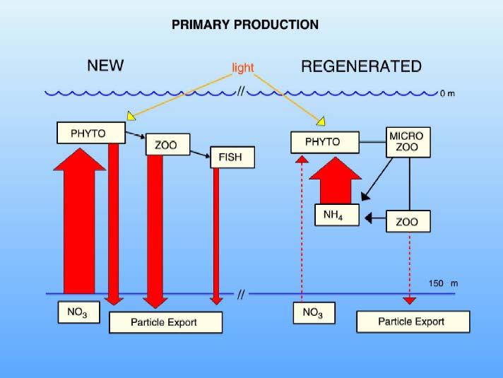 Plankton production is supported by 2 types of nitrogen: 1) new production supported by external sources of N (e.g. NO 3- and N 2 ), 2) recycled or regenerated production, sustained by recycling of N.