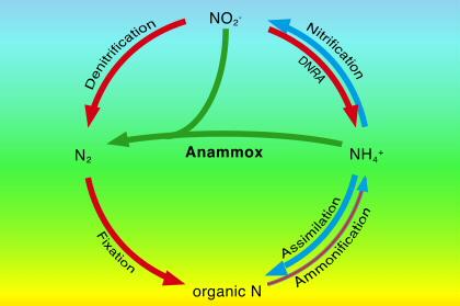 Anaerobic ammonium oxidation (anammox) NH 4+ + NO 2-2N 2 + 2H 2 O Anaerobic ammonium oxidation Major source of N 2