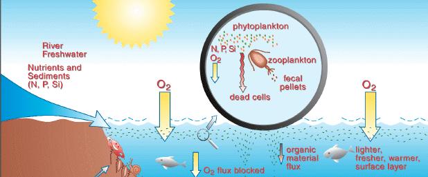Where do ocean nutrients come from?