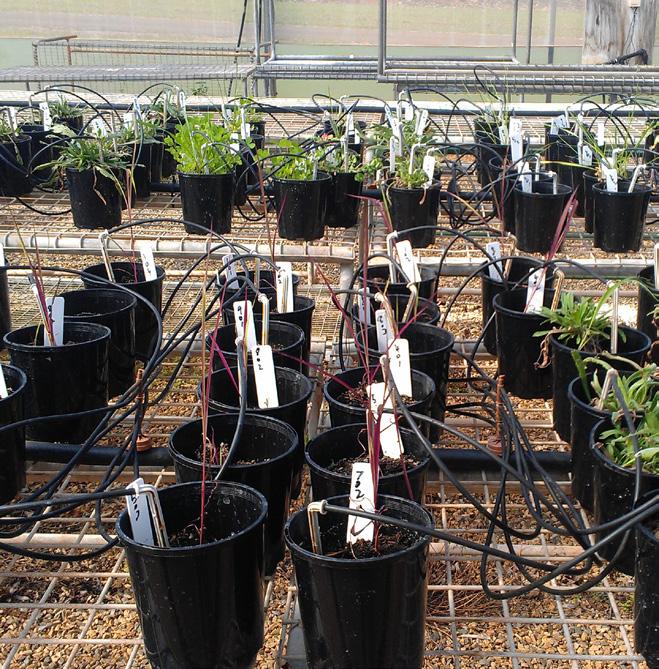 GREENHOUSE STUDIES SGS has expertise in testing plant protection products for efficacy and selectivity within greenhouses on a wide range of crops.