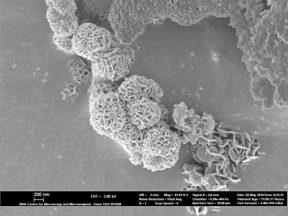 SEM image of hydrotalcite botryoids formed from