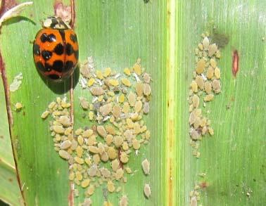 IV. Notes on Natural Enemies and Sorghum Resistance Predatory beetles and