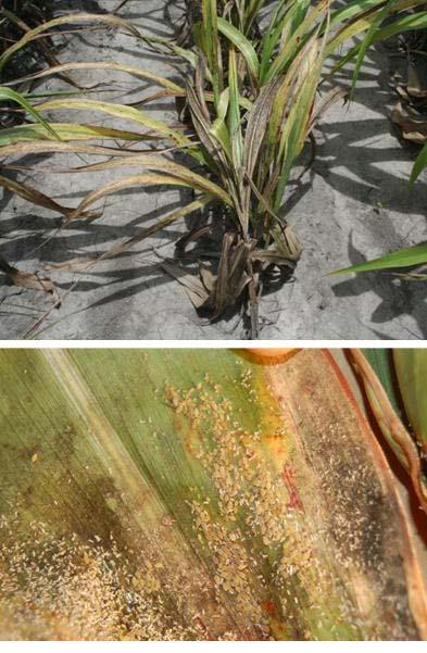 Sorghum Damage and Harvest Problems Many