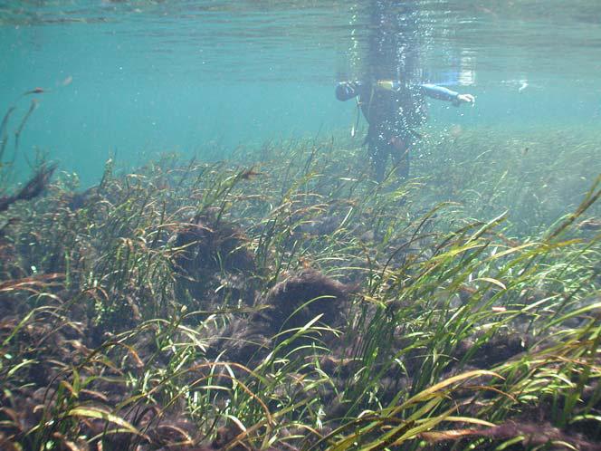 ECOLOGICAL CONDITION OF ALGAE AND NUTRIENTS IN FLORIDA SPRINGS: THE