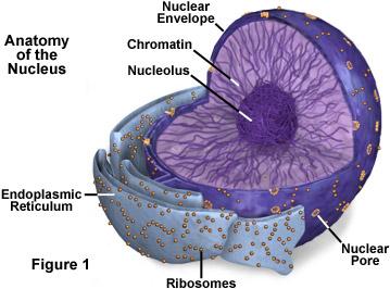 The Cell Nucleus It is a highly specialized organelle that serves as the information processing and administrative center of the cell.