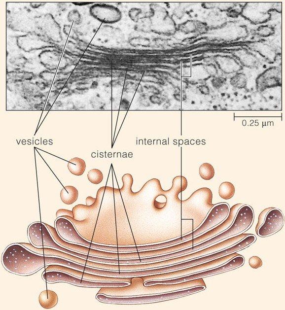 Cellular transport Goldgi apparatus (dictyosomes) 1 The Golgi is an organelle composed of stacks of flattened, membranous sacs mainly responsible for modifying, packaging, and sorting