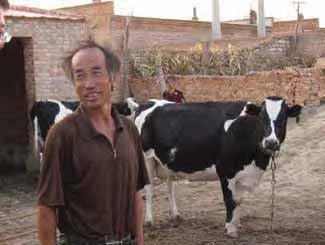 Characteristics of SDPS, in d ng countries Majority of milk comes from SDPS Low-medium input mixed systems (livestock integrated with subsistence/cash crop) Milk for sale as main output, but also