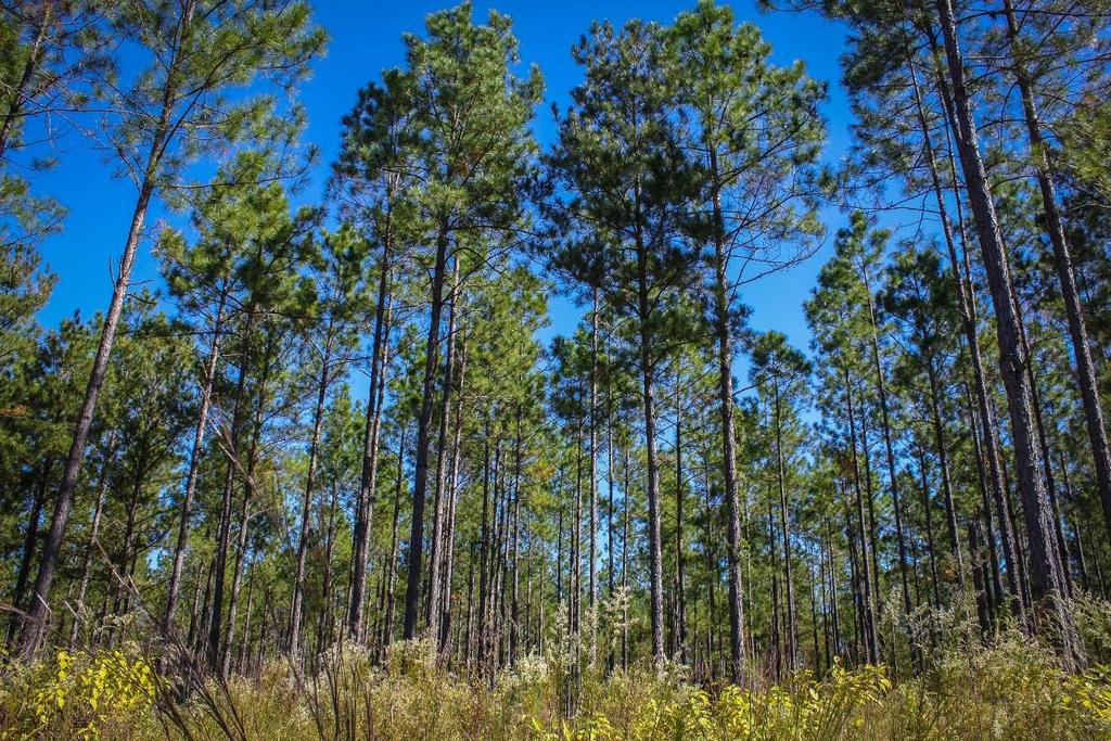 Economic Contributions of the Forest Industry and Forest-based Recreation in Florida in 2016 Executive Summary Alan W. Hodges, PhD, Extension Scientist Christa D.