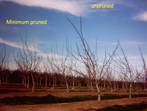 Images of minimally pruned tree (left)
