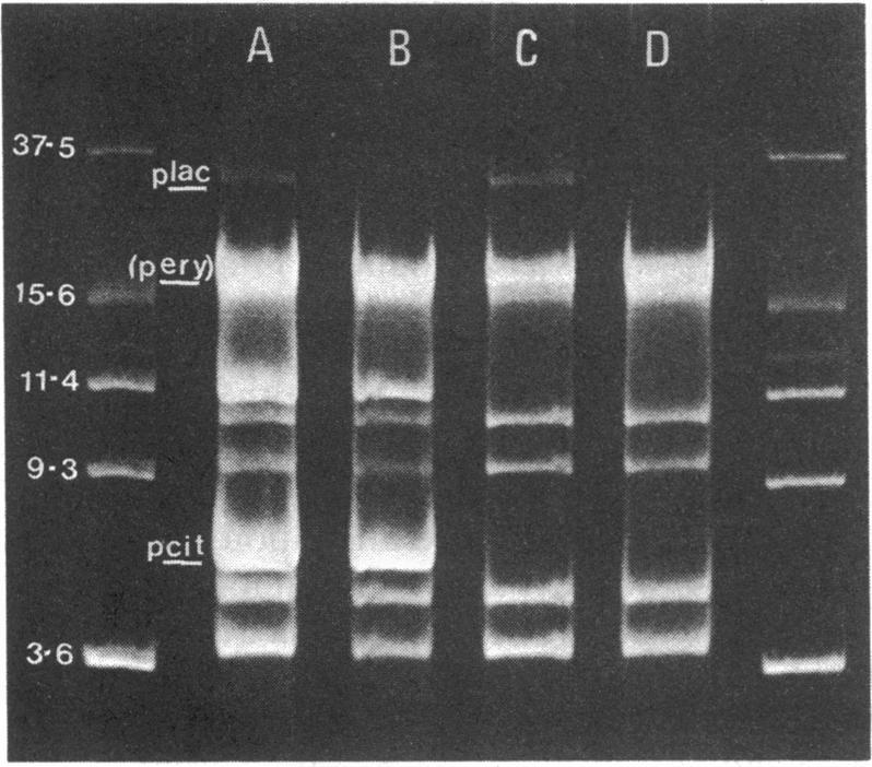 4 GASSON FIG. 1. Plasmid curing after regeneration of protoplasts from S. lactis subsp. diacetylactis MG320.